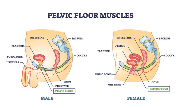 Pelvic floor muscles anatomy with male and female organs outline diagram. Labeled educational medical location scheme with lower body muscular system for bowel and bladder support vector illustration.