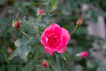 Obraz premium 薔薇