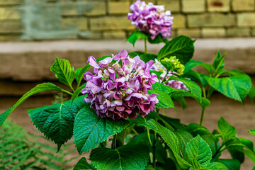 pink flowers in a garden