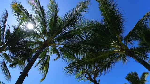 A moving camera bottom-up view of tropical palm trees under the scorching hot sun against the background of the clearest blue sky without a single cloud.