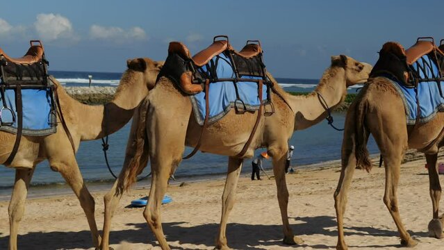 The camel caravan follows its shepherd along the seashore. The herd is preparing to travel to the hot desert with tourists on their humps. To do this, they are wearing special restraints.