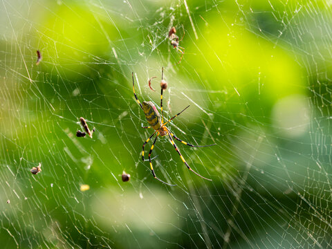 女郎蜘蛛 の画像 664 件の Stock 写真 ベクターおよびビデオ Adobe Stock 女郎蜘蛛 の画像 664 件の Stock 写真 ベクターおよびビデオ Adobe Stock