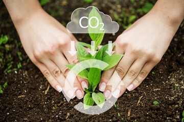 Green plant growing in soil, nature background