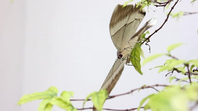Lyssa Zampa Moth in the Garden, Rare Butterfly.