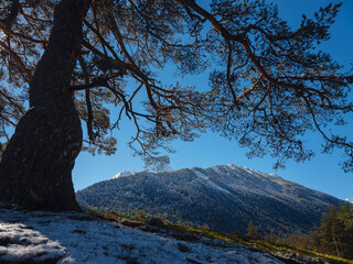 journey by Irkis valley, Arkhyz, Karachay-Cherkessia, North Caucasus. snowy mountain valley with blue sky and clouds and beautiful forest near river Psysh, Caucasus nature reserve. Alpine landscape.