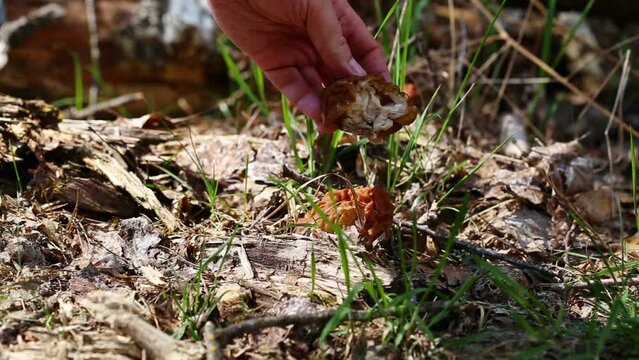A man picks a morel mushroom growing in the forest in summer, close-up.