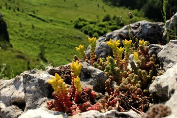 Goldmoss stonecrop plants on a natural background