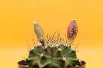 The pods of the cactus are ripe and broken, Makes it visible to the seeds of the cactus Gymnocalycium.
