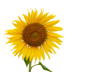 Sunflower, isolated on white background.