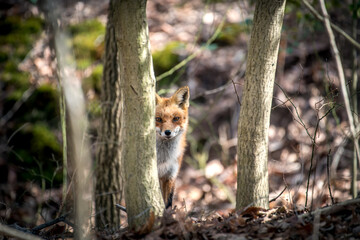 Wild Red Fox in a Forest Peeking Around a Tree