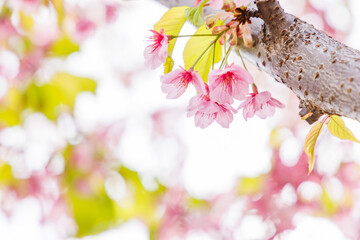 淡いピンク色が綺麗な桜の花