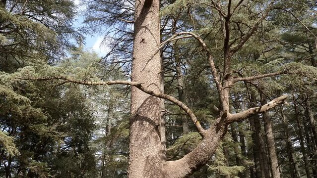 Beautiful tall Atlas cedar tree in a forest, Azrou, Morocco. The wood of the cedar tree is used for the famous Moroccan wooden carved ceilings and doors. Nature background footage in 4k.  