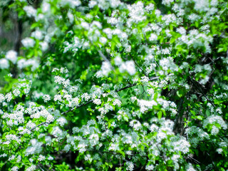 tree branches with white flowers close up with blurred background