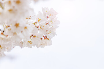 Fototapeta na wymiar 淡いピンク色が綺麗な桜の花