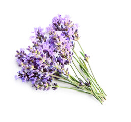 Lavender flowers on white backgrounds.