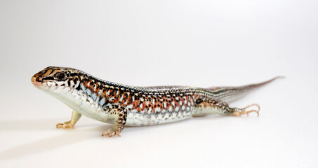 Ornate Girdled Lizard // Fleckenschildechse, Schmuck-Ringelschildechse (Zonosaurus ornatus) - Madagascar