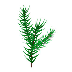 Fir tree branch isolated on white background.