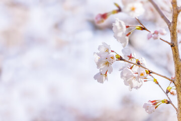 淡いピンク色が綺麗な桜の花