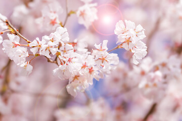 淡いピンク色が綺麗な桜の花