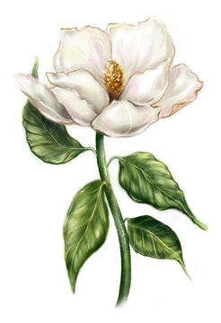 Beautiful pearly white ivory Magnolia flower leaf branch plant tree bush computer graphic digital watercolor isolated art
