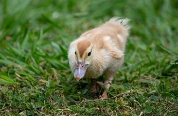 Little duckling on green grass in summer.