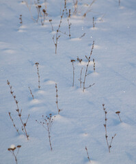 Dry grass on the snow as a background.