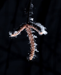 White snowflakes on a branch with birch seeds isolated on a black background.