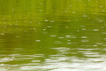 Raindrops on the surface of the water in the pond.