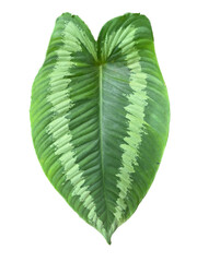 green leaves on transparent background