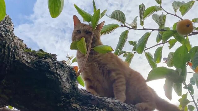 木登りするトラ猫
