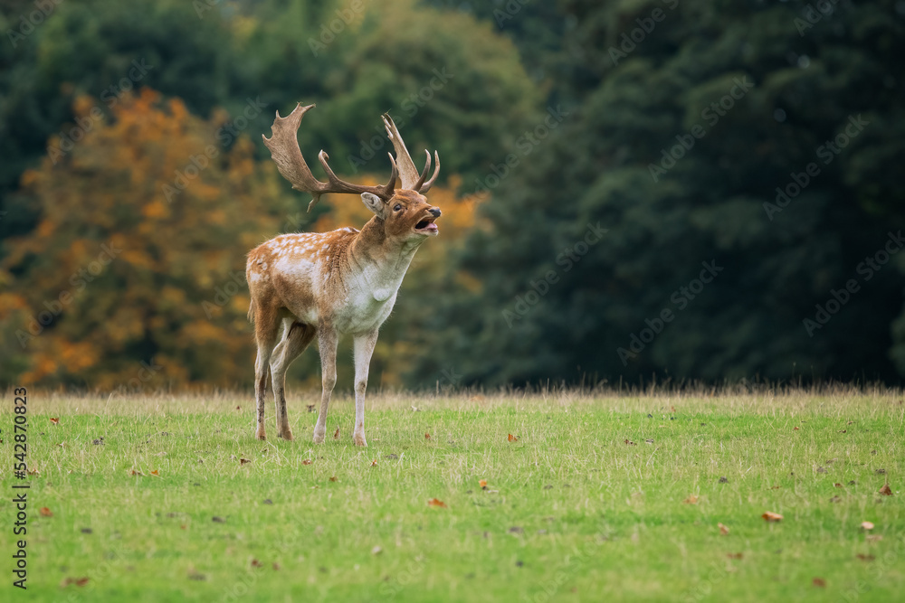 Poster a lone fallow deer buck stands on the grass with his mouth open as he is bellowing. there are no oth