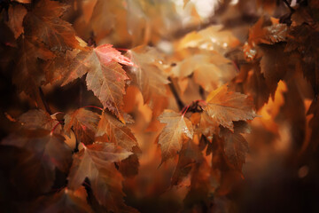 Lively closeup of falling autumn leaves with vibrant backlight from the setting sun