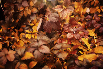 Lively closeup of falling autumn leaves with vibrant backlight from the setting sun