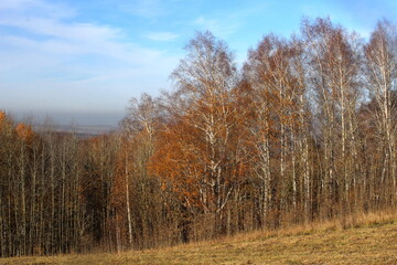 Fototapeta premium autumn in the forest