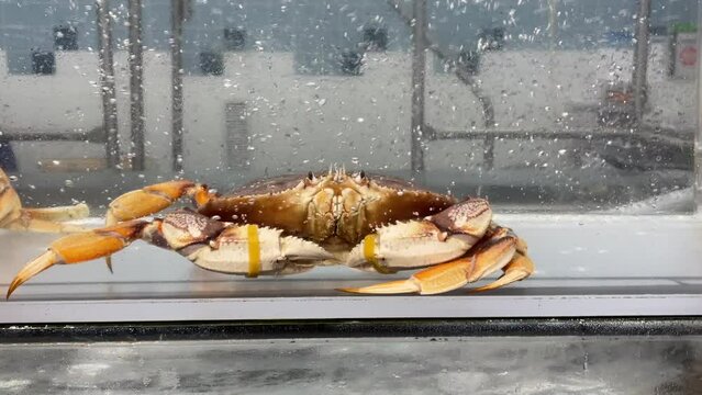 Living crab in aquarium at a supermarket