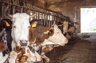 Intensive breeding of cows in a row exploited for milk production confined to a barn on a farm,...