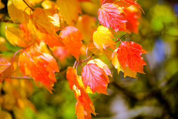 Autumn background-red leaves in the city Park

