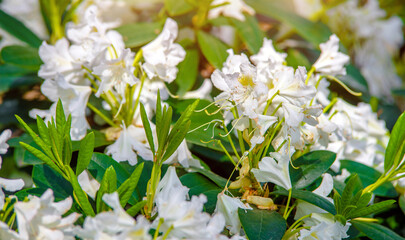 White rhododendron blooms against the background of green grass
