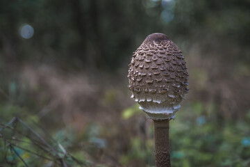 Edible mushroom Macrolepiota procera close-up. Parasol mushroom with a closed cap.