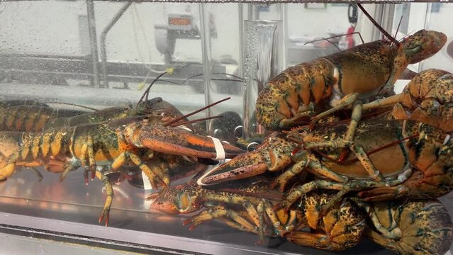Living lobsters in aquarium at a supermarket
