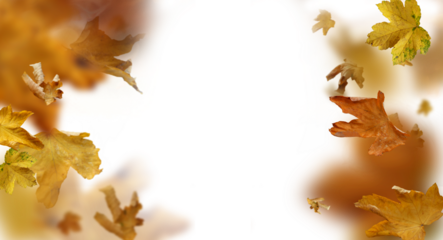 falling autumn leaves as a foreground, png, liście 
