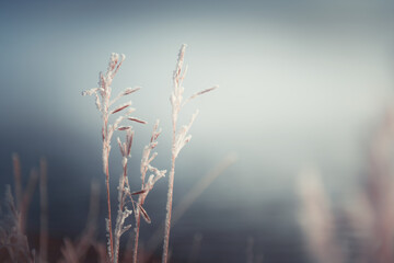 Frost-covered plants on the shore of lake.  Winter nature background