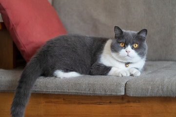 British Shorthair cat lying on sofa
