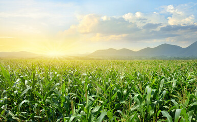 Corn field plantation with sunrise background. - obrazy, fototapety, plakaty
