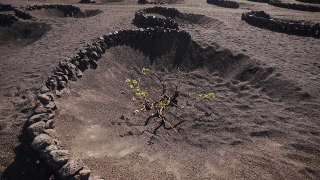 Traditinal cultivation method of vine on lava ground, Lanzarote island. Spain.