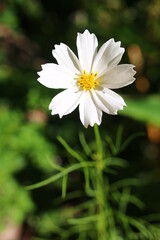 Kosmos onętek Cosmos © Perovskia