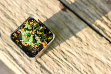 Variegated Gymnocalycium cactus in a pot.