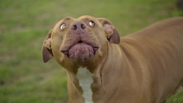 Portrait Of A Barking Pit Bull Dog Breed In A Park. Close up