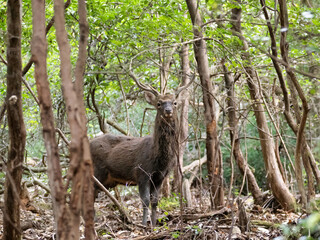 A deer with an antler inside a forest looking at the camera curiously. Great weather. Takaragaike Park, Japan.
