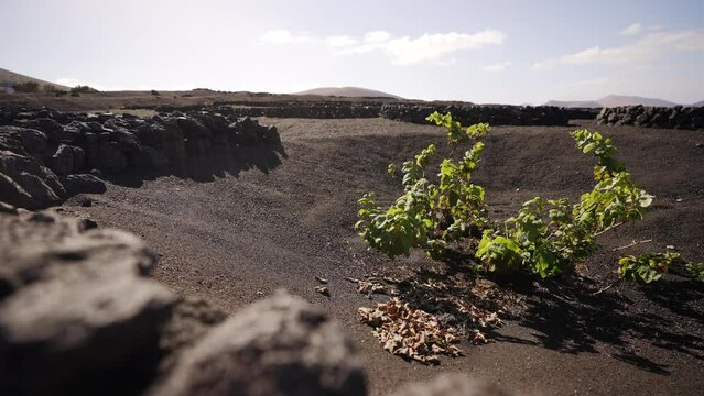 Traditinal cultivation method of vine on lava ground, Lanzarote island. Spain.